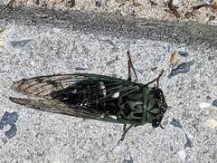 Neotibicen latifasciatus