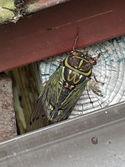 Auritibicen japonicus