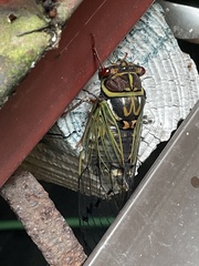 Auritibicen japonicus