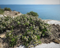 Scaevola crassifolia