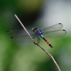 Agrionoptera sexlineata