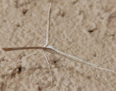 Hellinsia longifrons