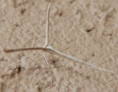 Hellinsia longifrons