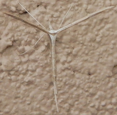 Hellinsia longifrons