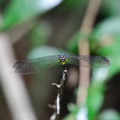 Agrionoptera sexlineata