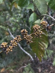 Ixoroideae