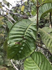 Ixoroideae