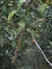 Ixoroideae