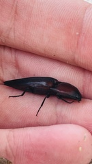 Parallelostethus attenuatus