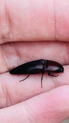 Parallelostethus attenuatus