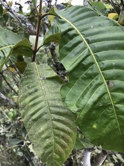 Ixoroideae