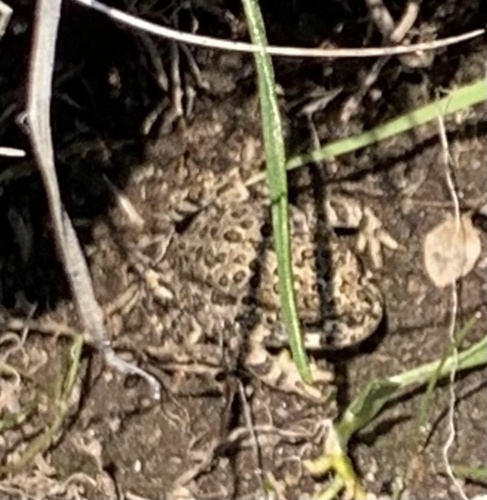 iNaturalist observation photo of Yosemite Toad
