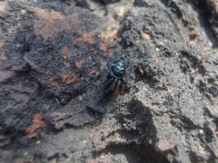 Steatoda ancorata