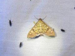 Mimorista subcostalis