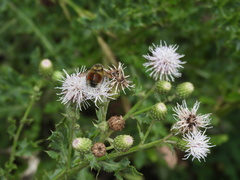 Bombus rufocinctus