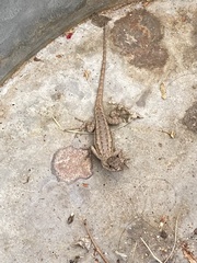 Sceloporus occidentalis