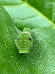 Papilio glaucus image