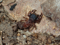 Ghelna sexmaculata