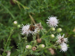 Bombus rufocinctus