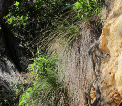 Chionochloa bromoides