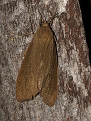 Virbia opella