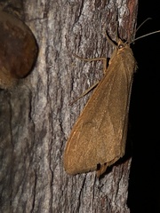 Virbia opella