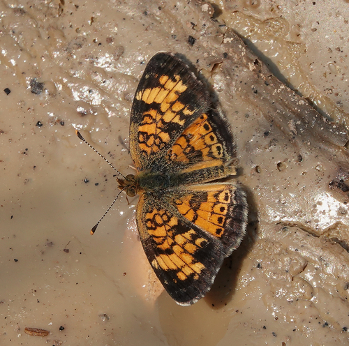 Great Plains Crescent