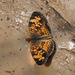 Phyciodes tharos orantain - Photo (c) Norbert Kondla, some rights reserved (CC BY-NC), uploaded by Norbert Kondla