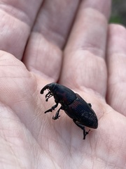 Metamasius yunquensis