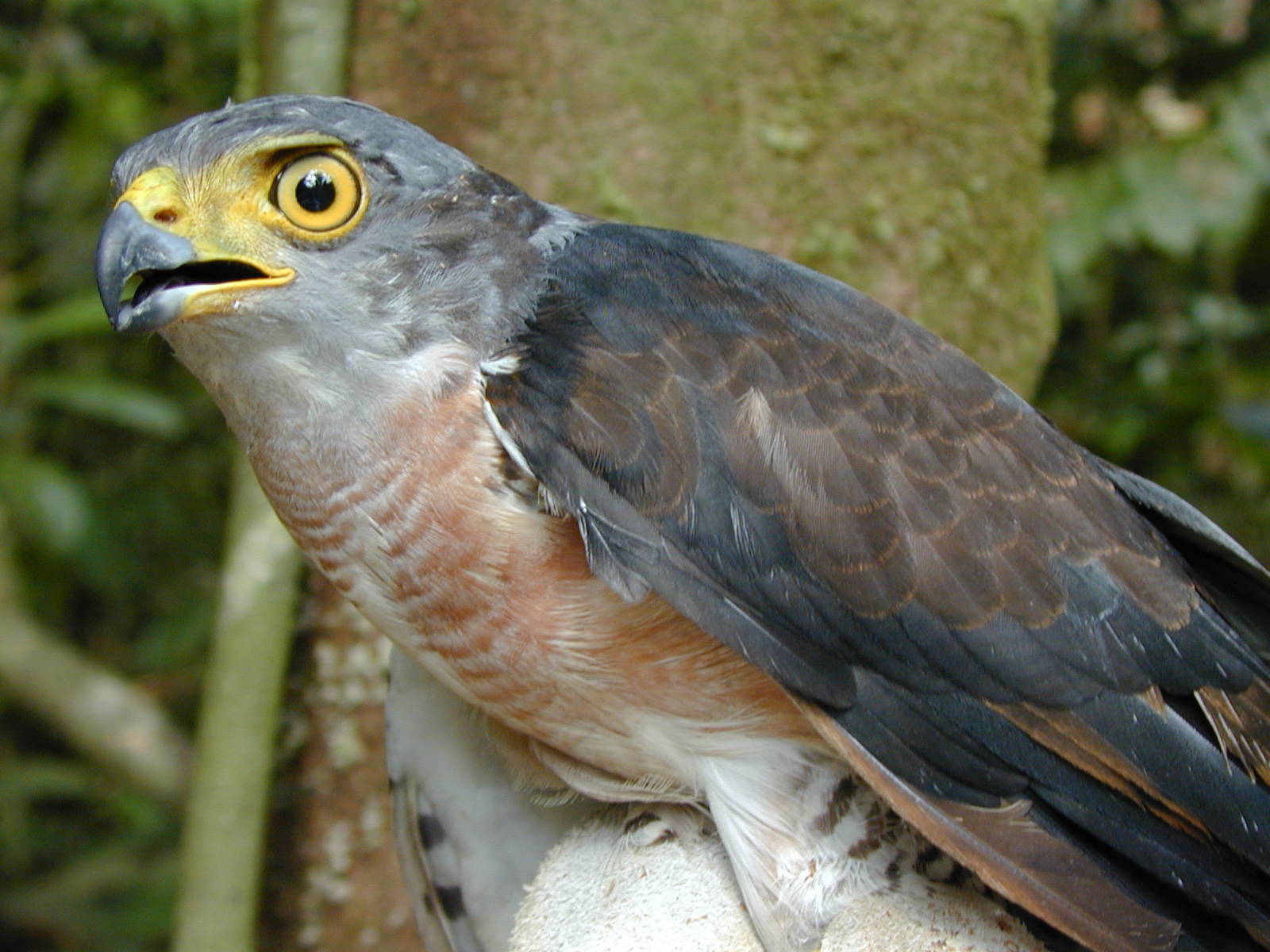 Chestnut-flanked Sparrowhawk illustration