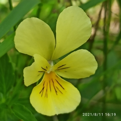 Viola lutea lutea