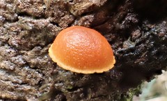 Gymnopilus eucalyptorum