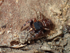 Ghelna sexmaculata