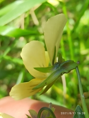 Viola lutea lutea