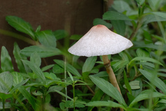 Leucoagaricus meleagris