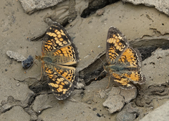 Phyciodes tharos orantain