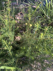 Acacia brownii