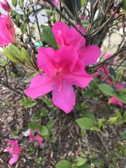 Rhododendron indicum
