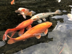 Cyprinus rubrofuscus