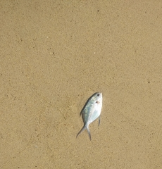Trachinotus