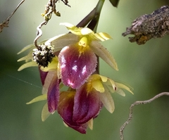 Epidendrum megalospathum