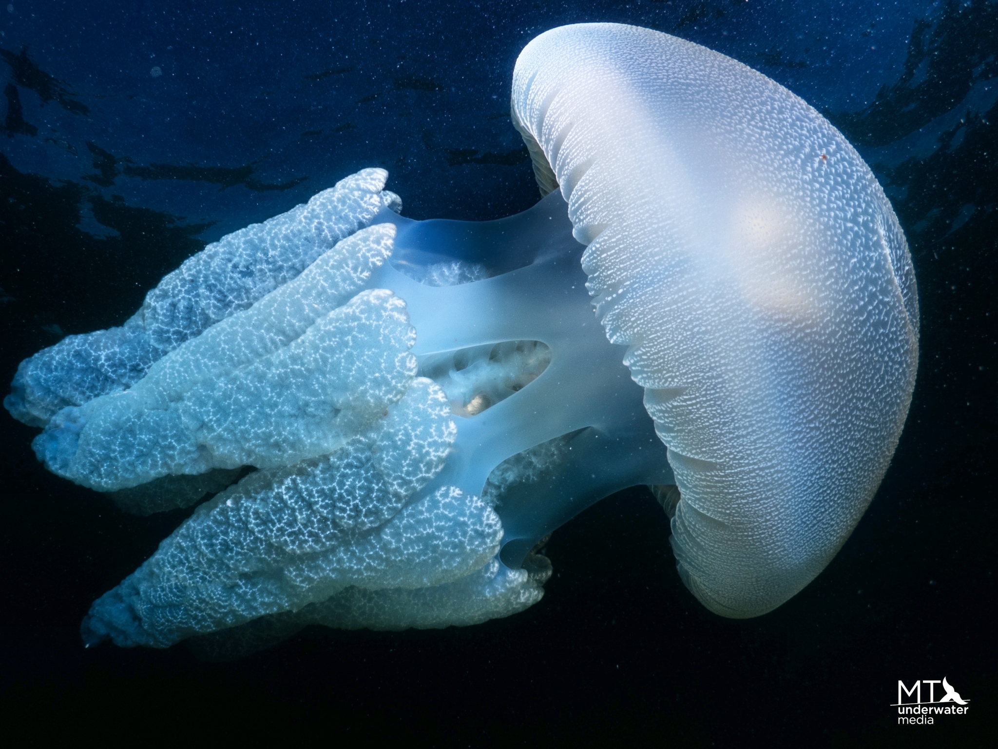 Blue Blubber Jellyfish
