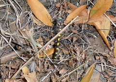 Cordulegaster dorsalis