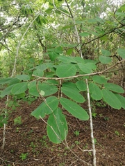 Piscidia carthagenensis