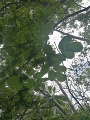 Piscidia carthagenensis