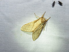 Lophocampa mixta