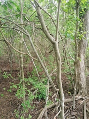 Piscidia carthagenensis