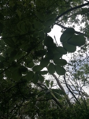 Piscidia carthagenensis