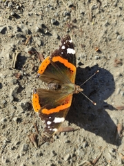 Vanessa atalanta