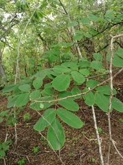 Piscidia carthagenensis